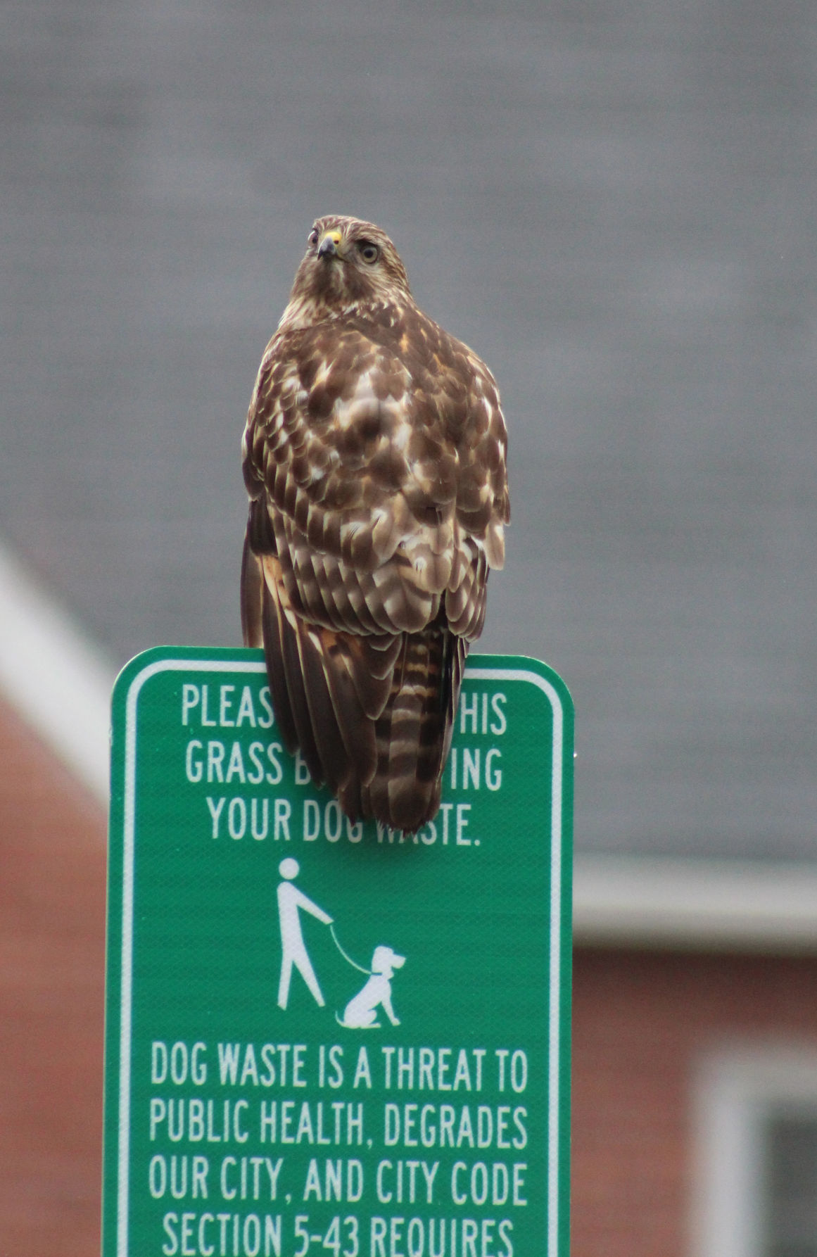 Hawk